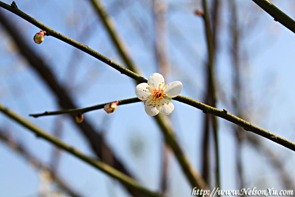 梅花香雪 · 179