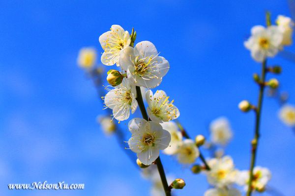 梅花香雪 · 182