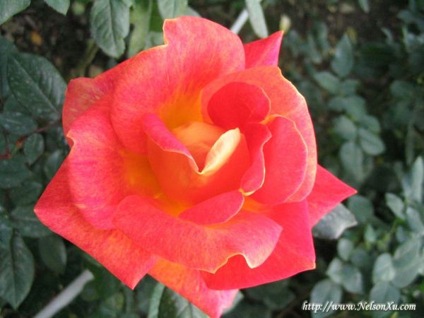花花草草 · 288