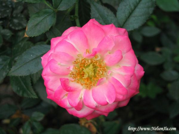 花花草草 · 953