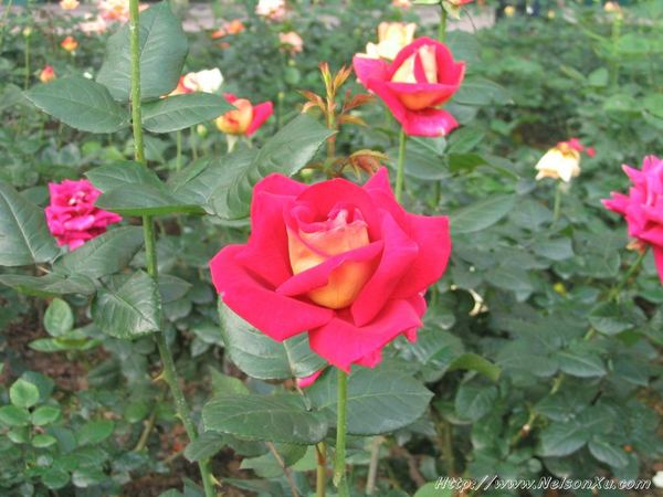 花花草草 · 964